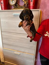 Cuccioli di bassotto nero focato