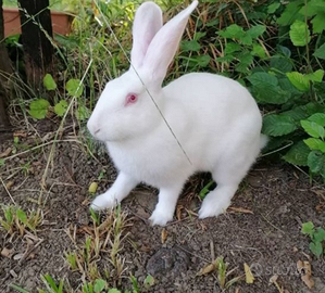 C.e.r.c.o. conoglio bianco di termonde