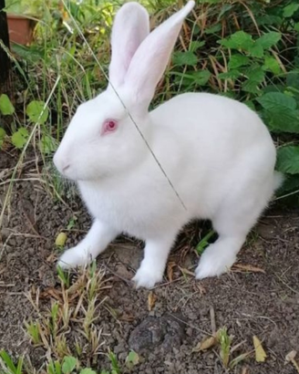 C.e.r.c.o. conoglio bianco di termonde