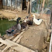 Germano reale e anatre Pechino