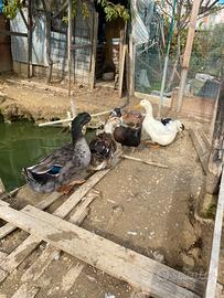 Germano reale e anatre Pechino