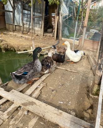 Germano reale e anatre Pechino