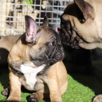 Bouldogue Francese cuccioli Pedigree ENCI