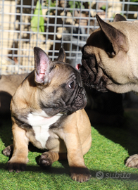 Bouldogue Francese cuccioli Pedigree ENCI