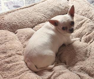 Chihuahua