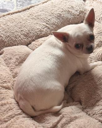 Chihuahua