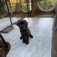 Mastino-corso cucciolo