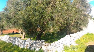 Terreno seminativo e piccolo uliveto