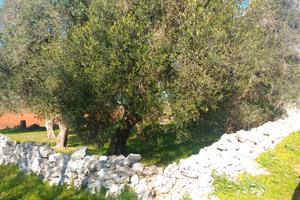 Terreno seminativo e piccolo uliveto