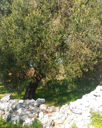 Terreno seminativo e piccolo uliveto