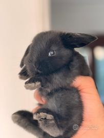 Coniglietti testa di leone e coniglietti mini lop