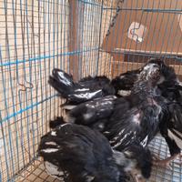 Pulcinotti padovana orlo nero