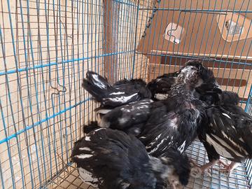 Pulcinotti padovana orlo nero