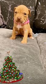 Cuccioli di American Pitbull ukc con Pedigree