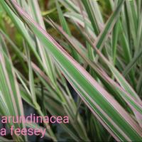 5 piante palustri Phalaris arundinacea var. "picta