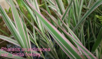 5 piante palustri Phalaris arundinacea var. "picta
