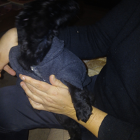 Meraviglioso maschietto di coker