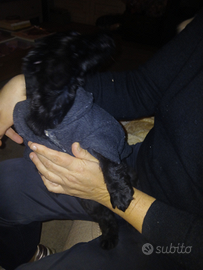 Meraviglioso maschietto di coker