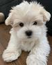 maltese-maltesi-cuccioli-disponibili-pag-a-rate