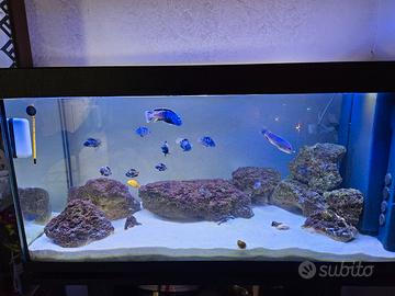 Acquario Malawi 100x40x45 come nuovo