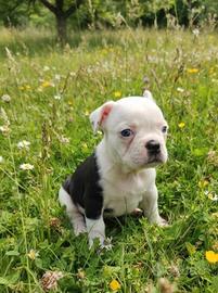 Cucciole du Bouledogue Francese