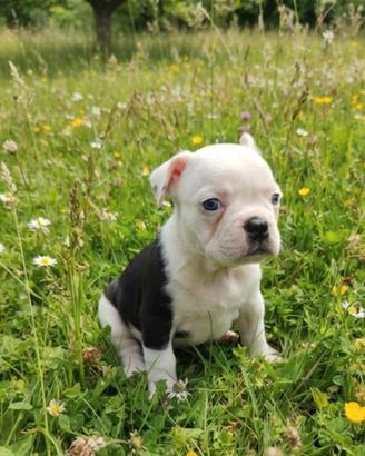 Cucciole du Bouledogue Francese