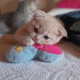 Cuccioli Scottish fold