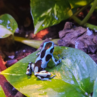 Dendrobates auratus