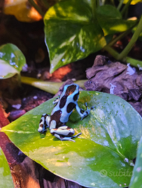 Dendrobates auratus