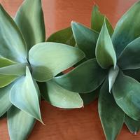 2 agave attenuata