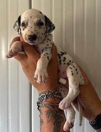 Cucciolata dalmata pedigree