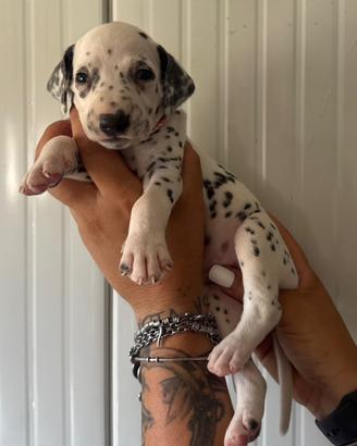 Cucciolata dalmata pedigree