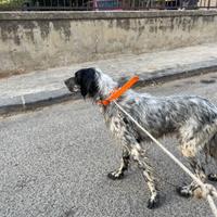 Setter Inglese