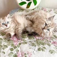 Gattini siberiani con pedigree