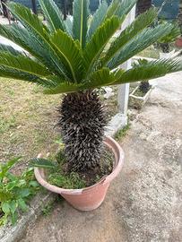 Cycas Revoluta