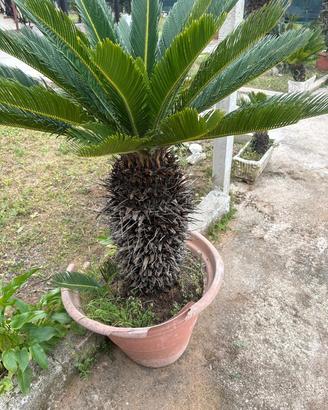 Cycas Revoluta