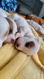 Jack russell terrier