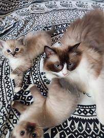 Gattini Ragdoll