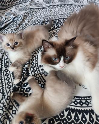 Gattini Ragdoll