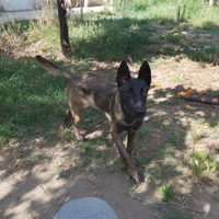 Cucciola di pastore belga malinois