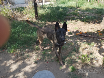 Cucciola di pastore belga malinois