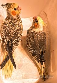 Pappagalli meravigliosi