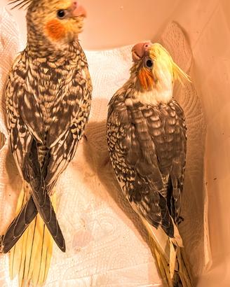 Pappagalli meravigliosi