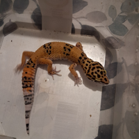 Gechi baby Leopardini