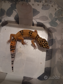 Gechi baby Leopardini