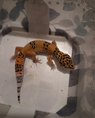 Gechi baby Leopardini