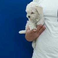 Maltipoo Champagne Maltese Barboncino