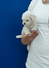 Maltipoo Champagne Maltese Barboncino