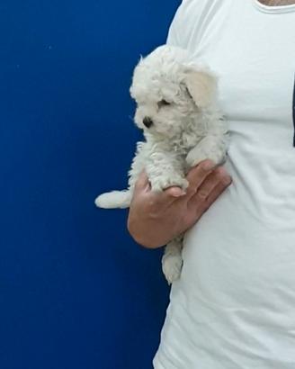 Maltipoo Champagne Maltese Barboncino