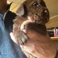 Cuccioli Labrador